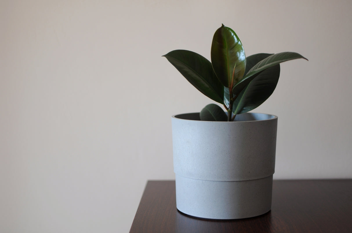 Ficus elastica 'Burgundy' - Burgundy Rubber Tree