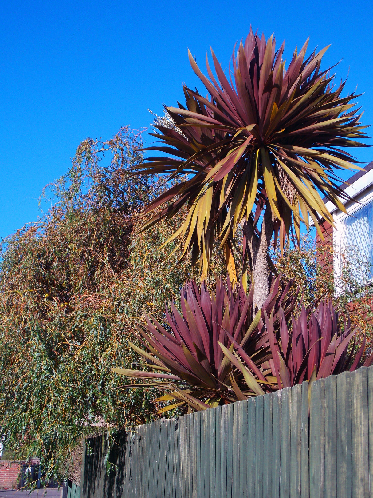 Cordyline australis 'Red Star' - Red Star Cordyline