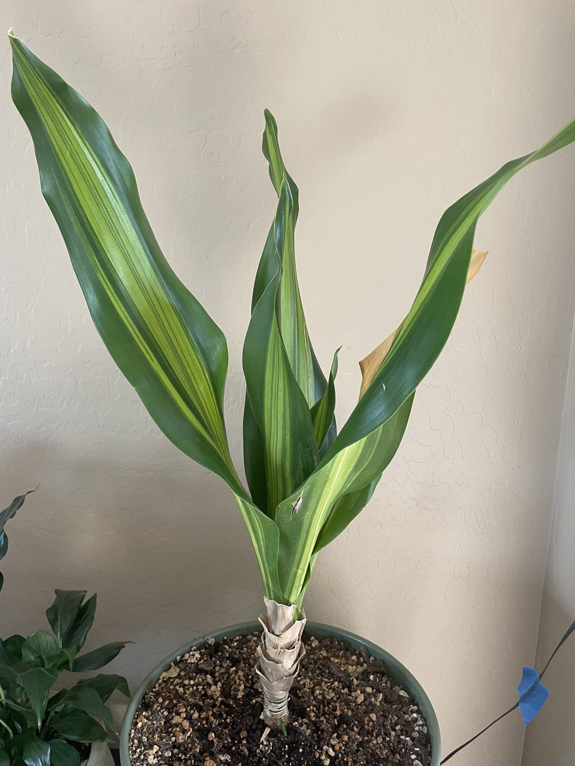 Dracaena fragrans 'Massangeana Sculptured' - Sculptured Corn Plant