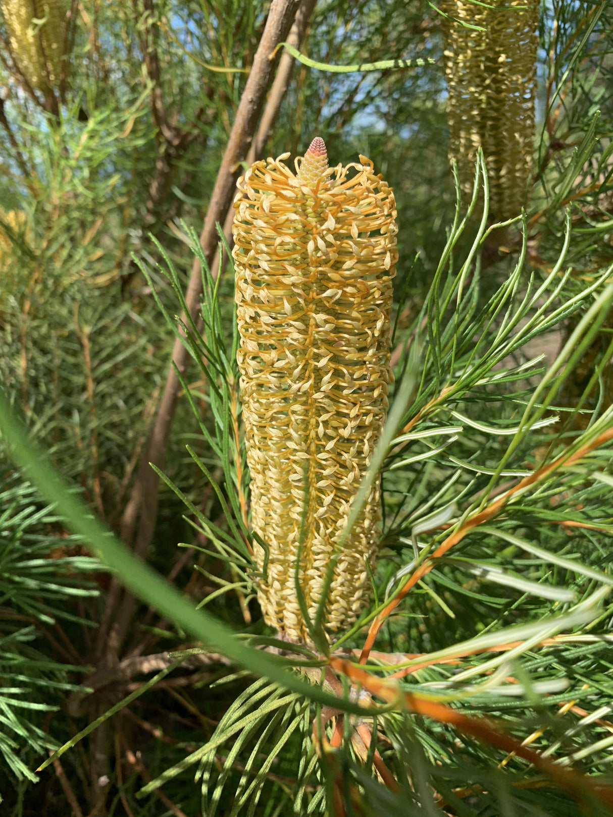 Banksia ericifolia - Lantern Banksia