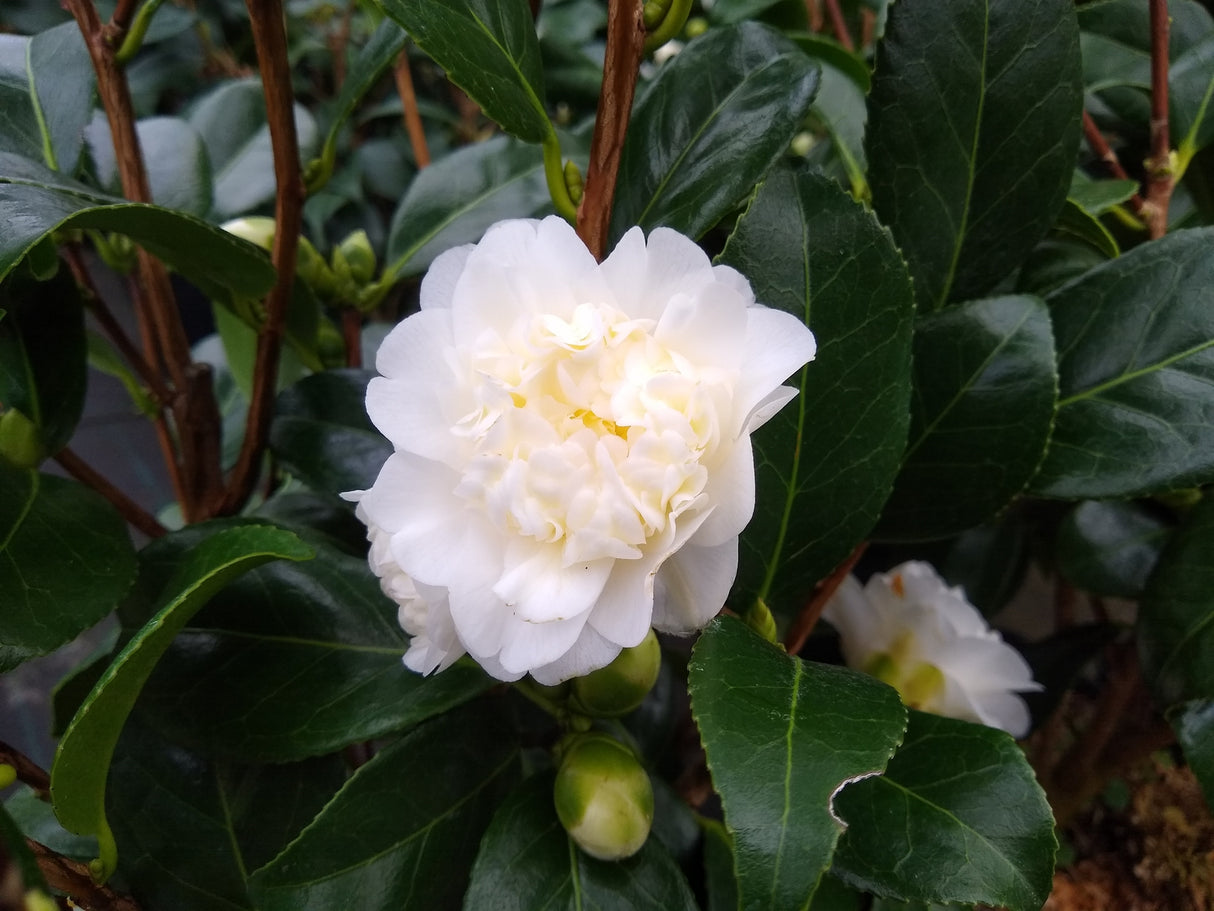 Camellia japonica 'Man Size' - Man Size Camellia