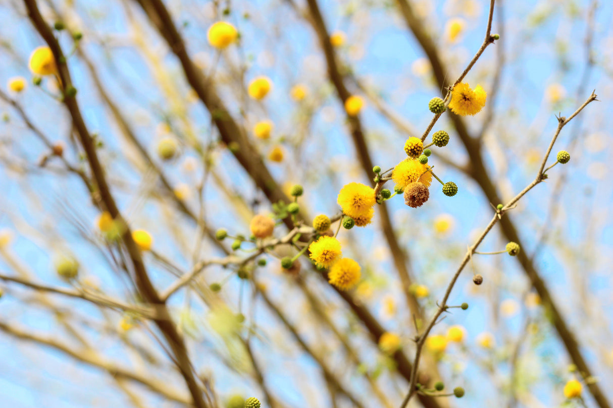 Acacia seyal (Vachellia) - Red Acacia Tree