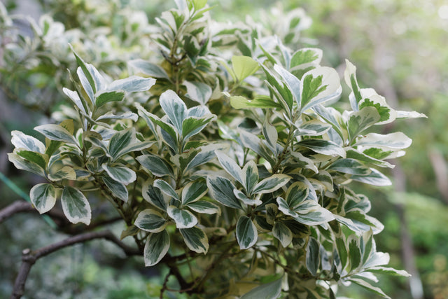 Euonymus japonicus - Japanese spindle