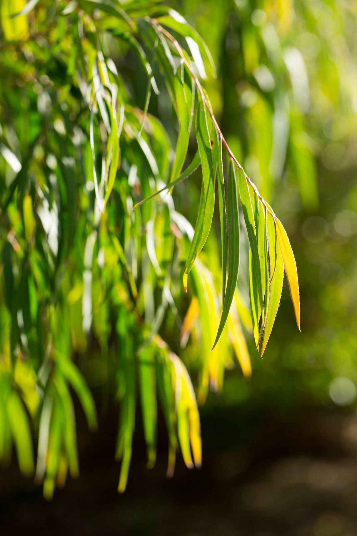 Agonis flexuosa 'Nana' - Dwarf Willow Myrtle