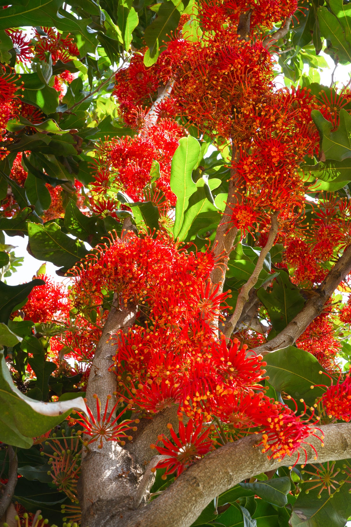 Stenocarpus sinuatus – Firewheel Tree