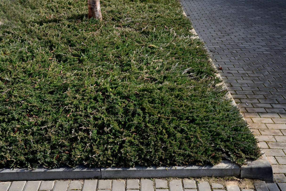 Juniperus horizontalis 'Glauca' - Glauca Juniper