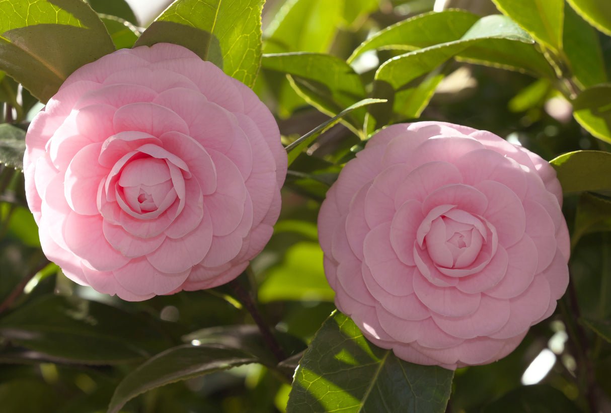 Camellia sasanqua 'Shell Pink' - Shell Pink Camellia