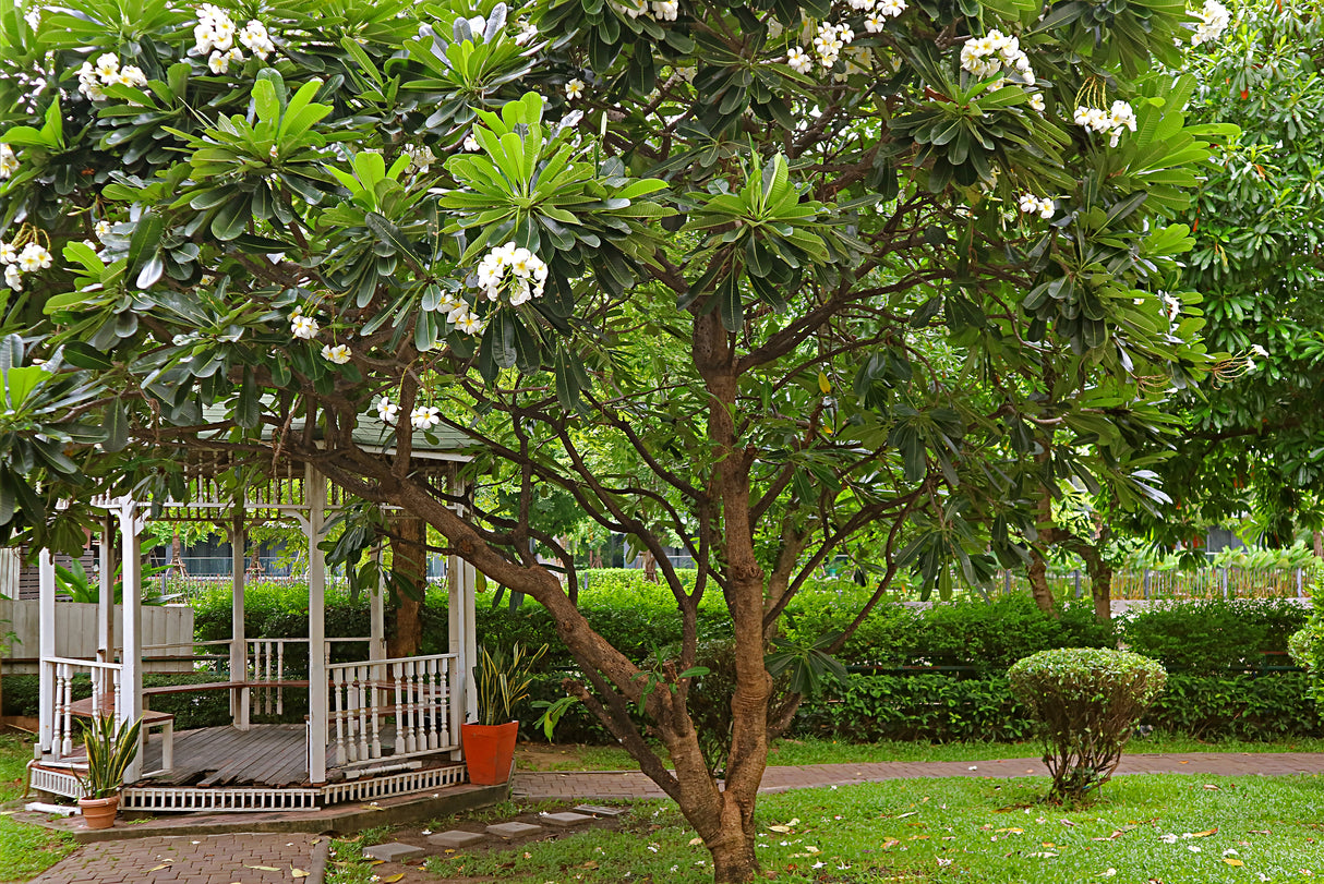 Plumeria obtusa - White Frangipani