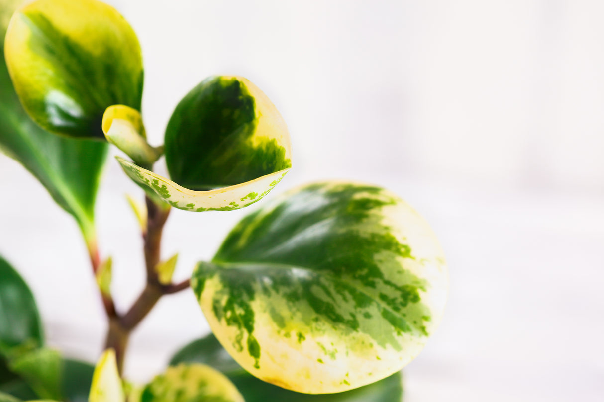 Peperomia obtusifolia 'Alba Variegata' - Variegated Baby Rubber Plant