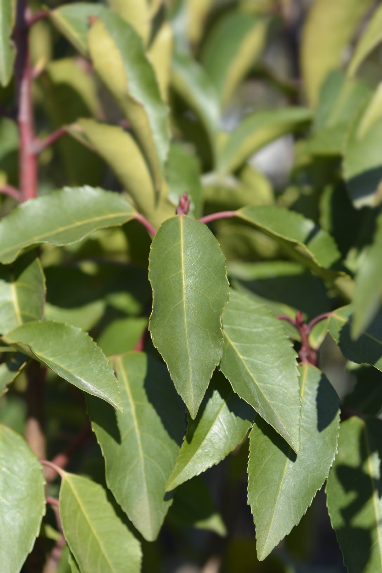 Prunus lusitanica - Portuguese Laurel