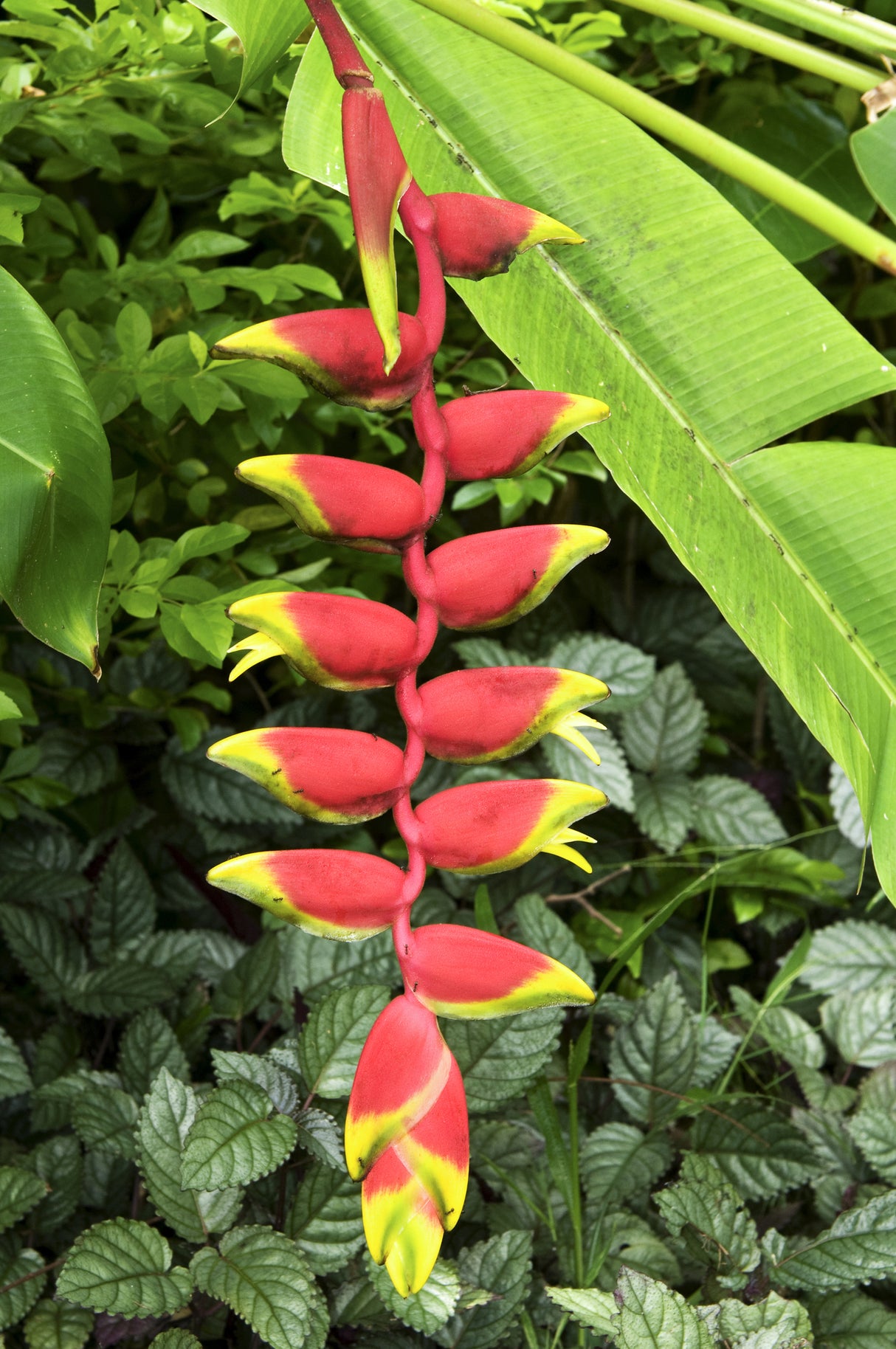 Heliconia rostrata - Hanging Lobster Claw