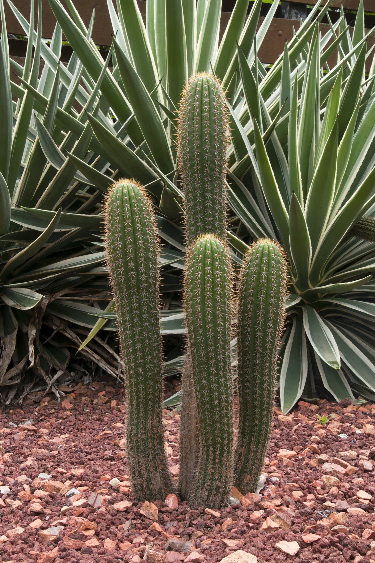 Echinopsis spachiana -  Golden Torch