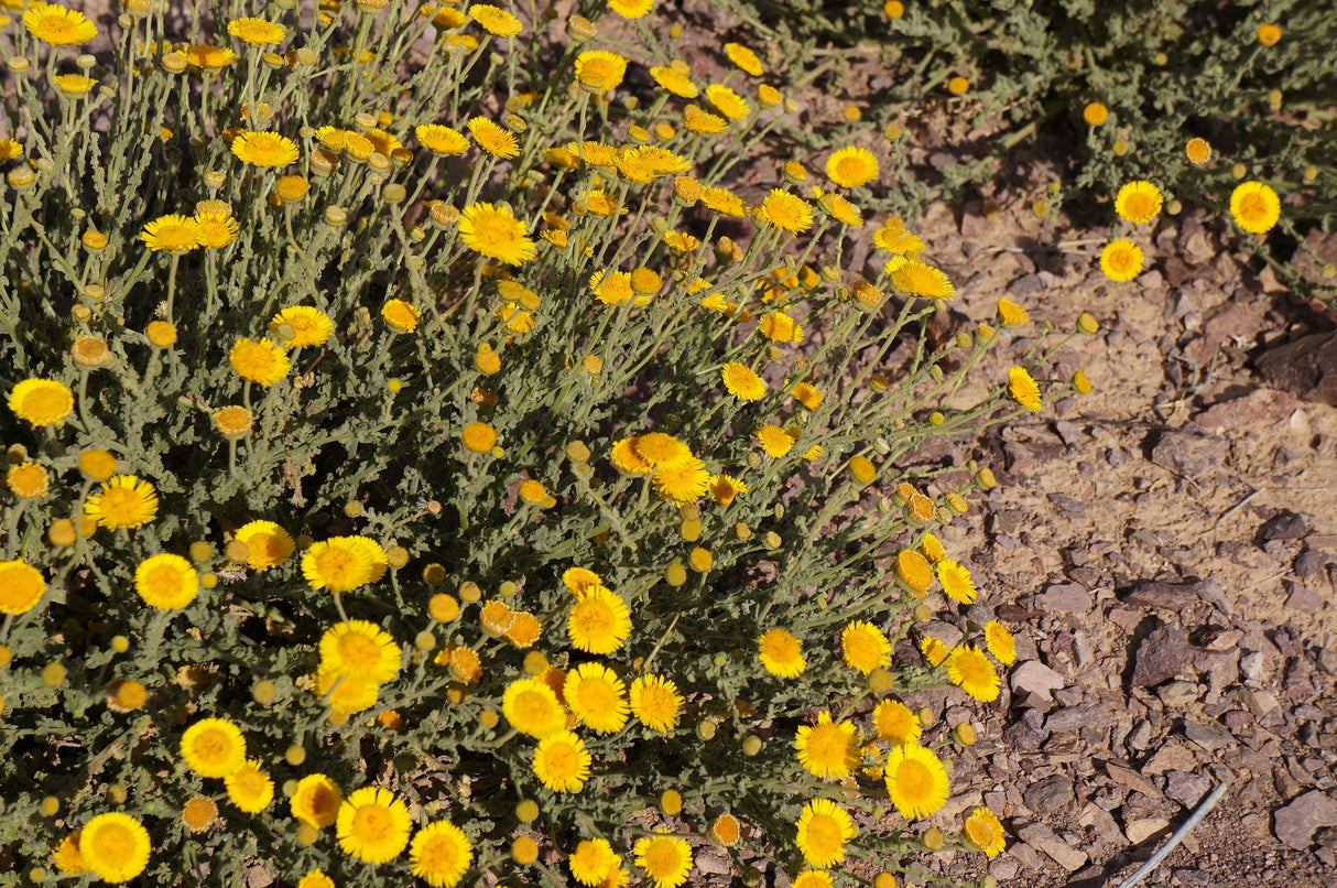 Pulicaria incisa - Incised Leaved Fleabane