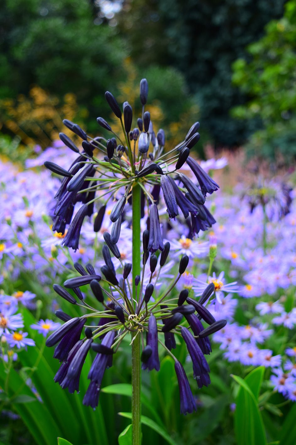 Agapanthus 'Black Magic' - Black Magic Agapanthus