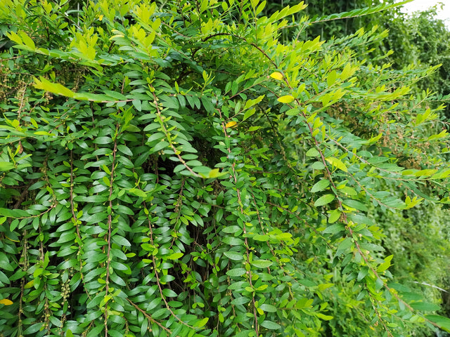 Phyllanthus minutiflora - Little Leaf Phyllanthus