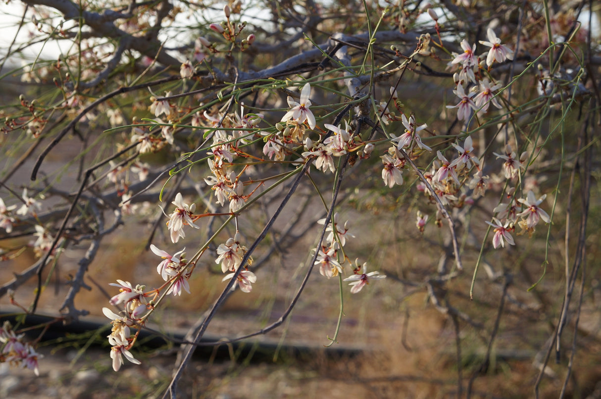 Moringa peregrina - Wild Moringa