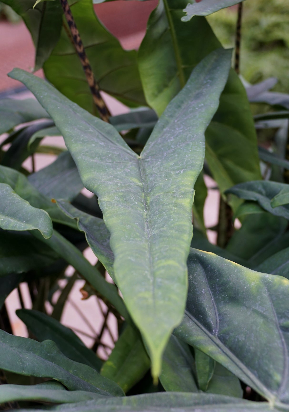 Alocasia zebrina - Zebra Plant