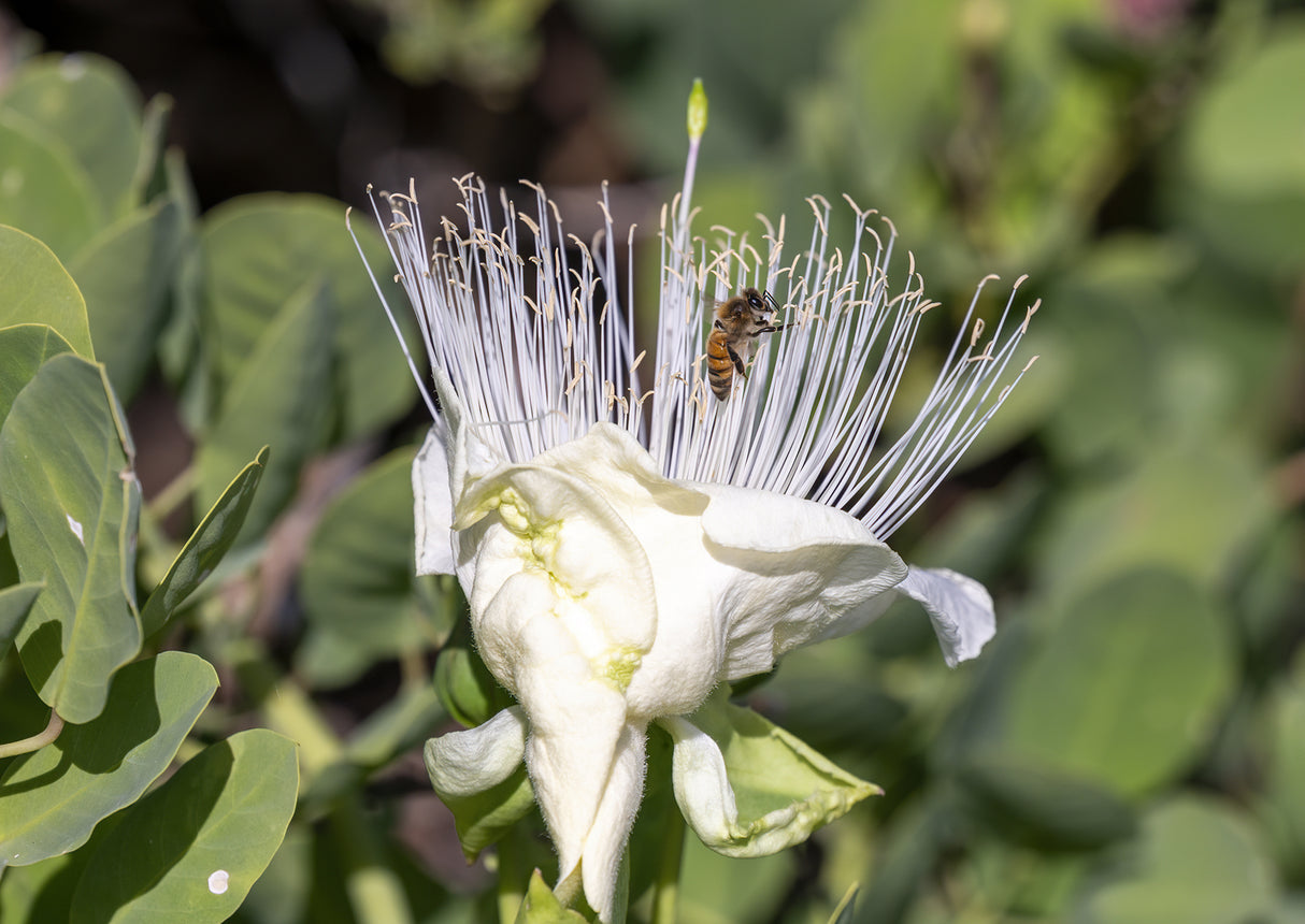 Barringtonia racemosa - Powder-Puff Tree