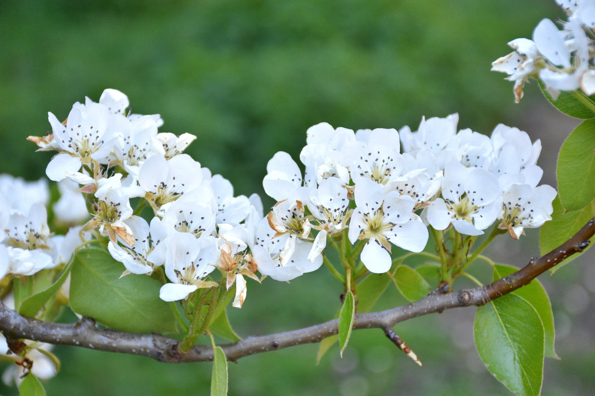 Pyrus calleryana 'Capital' - Capital Ornamental Pear