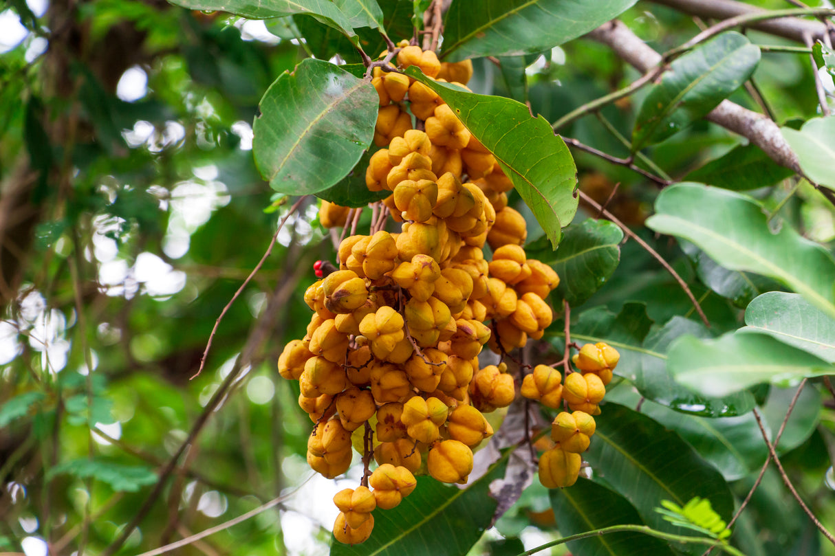 Cupaniopsis parvifolia - Small Leaf Tuckeroo