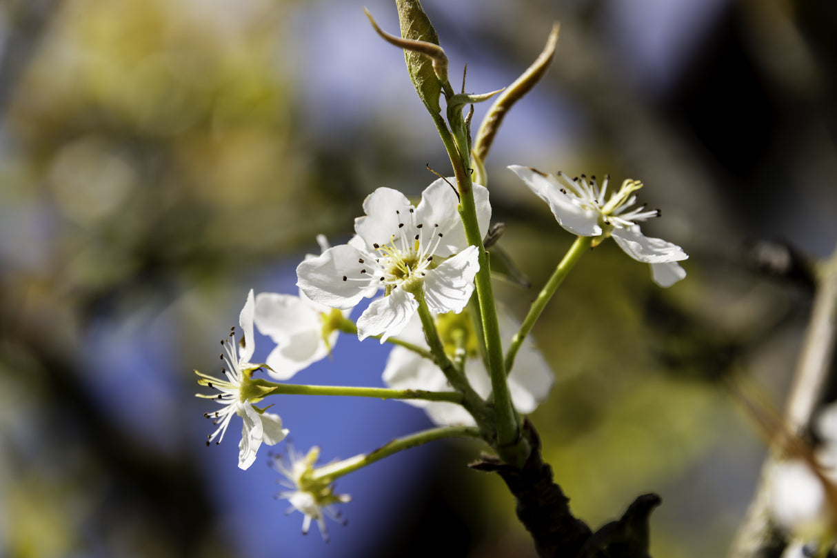 Pyrus pyrifolia 'Sunshu Sunshine' - Sunshine Nashi Pear Tree