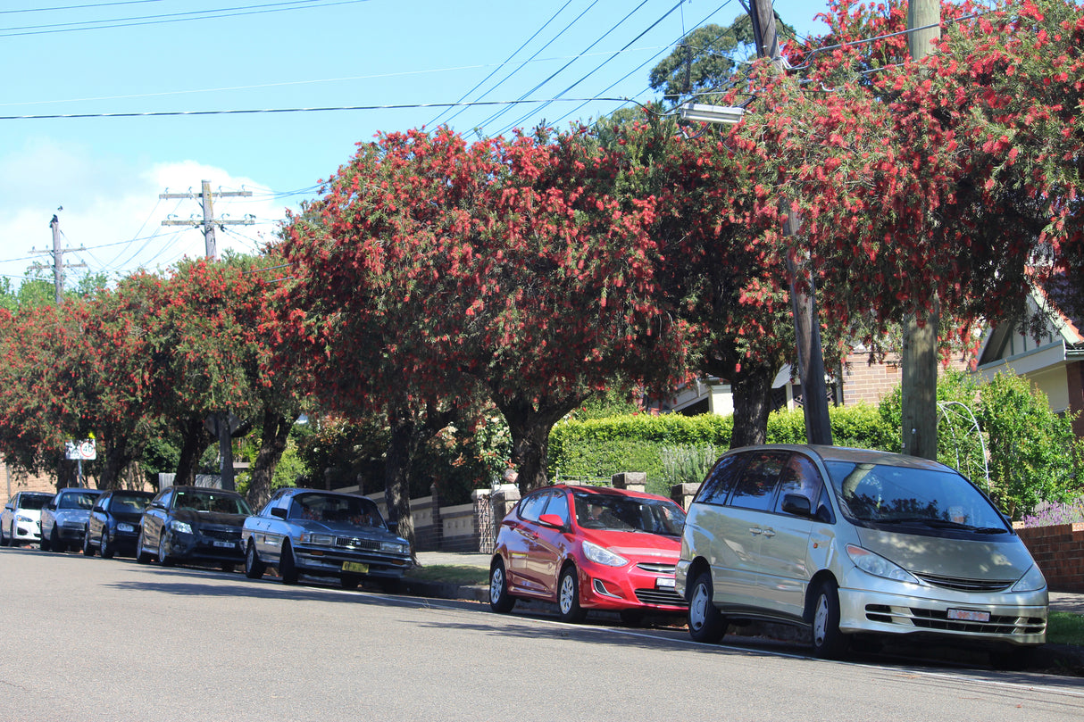 Callistemon viminalis (Melaleuca) - Weeping Bottlebrush