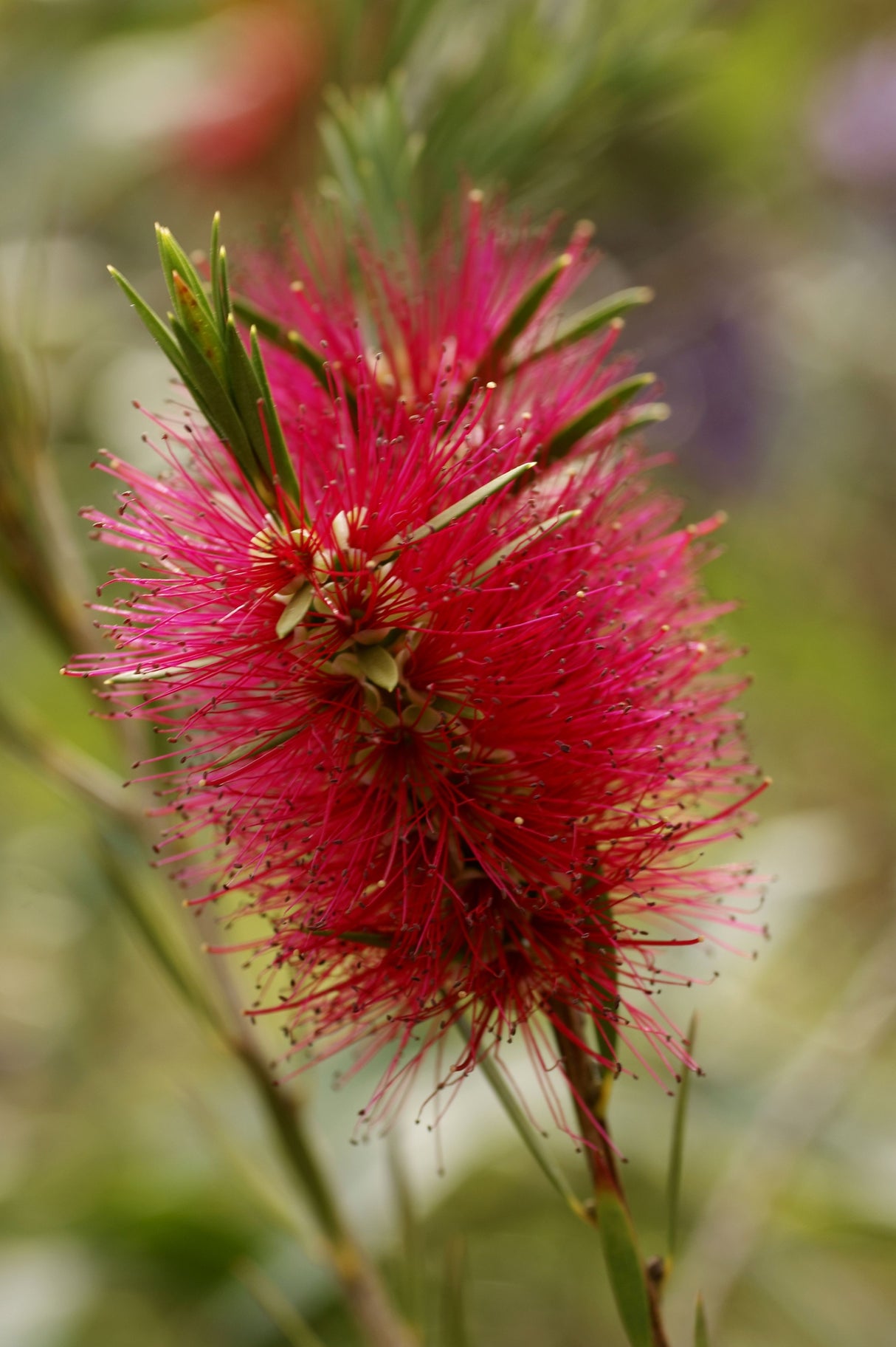 Callistemon 'Mauve Mist' - Mauve Mist Bottlebrush