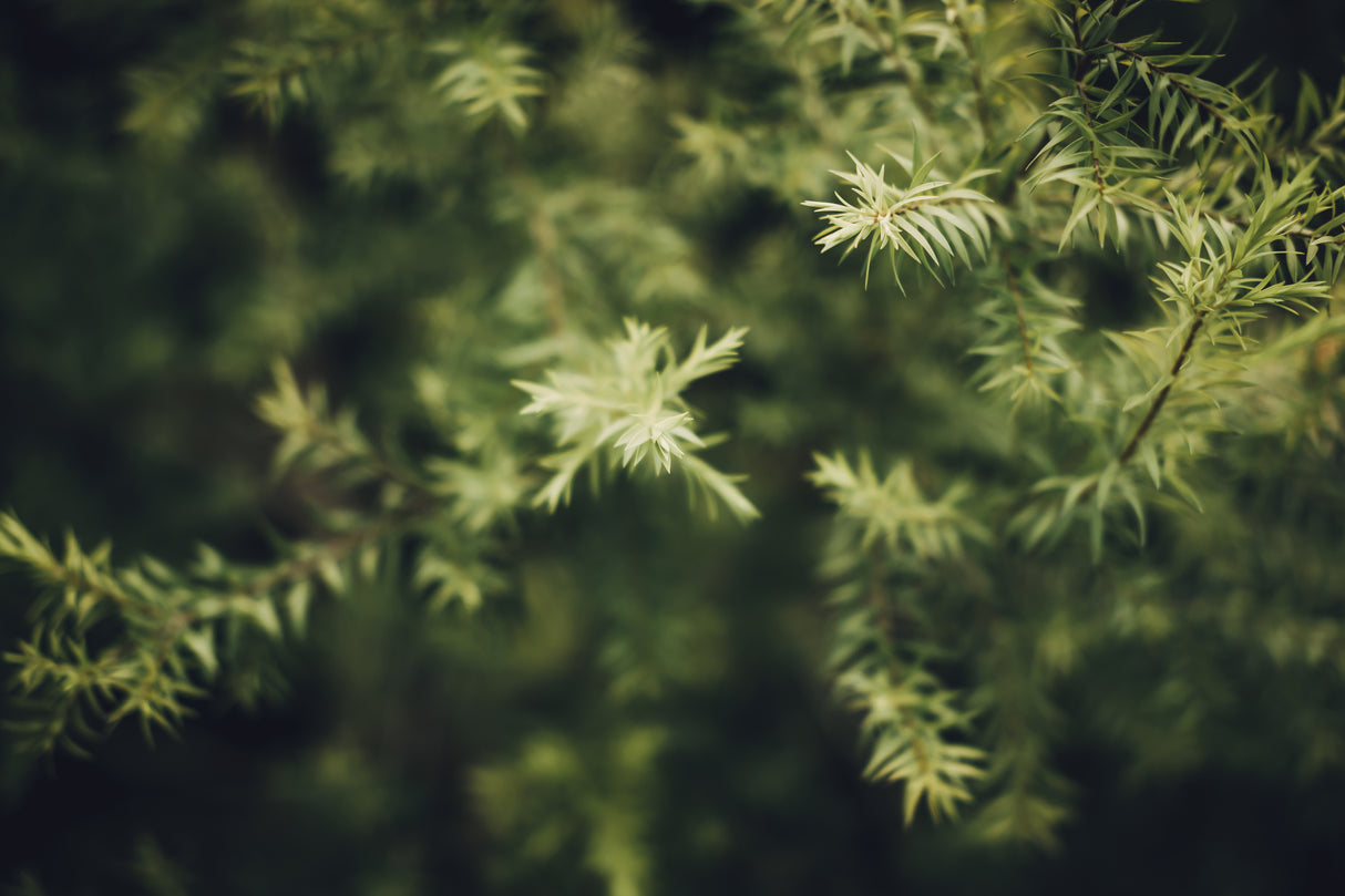 Melaleuca bracteata 'Revolution Green' - Revolution Green Melaleuca