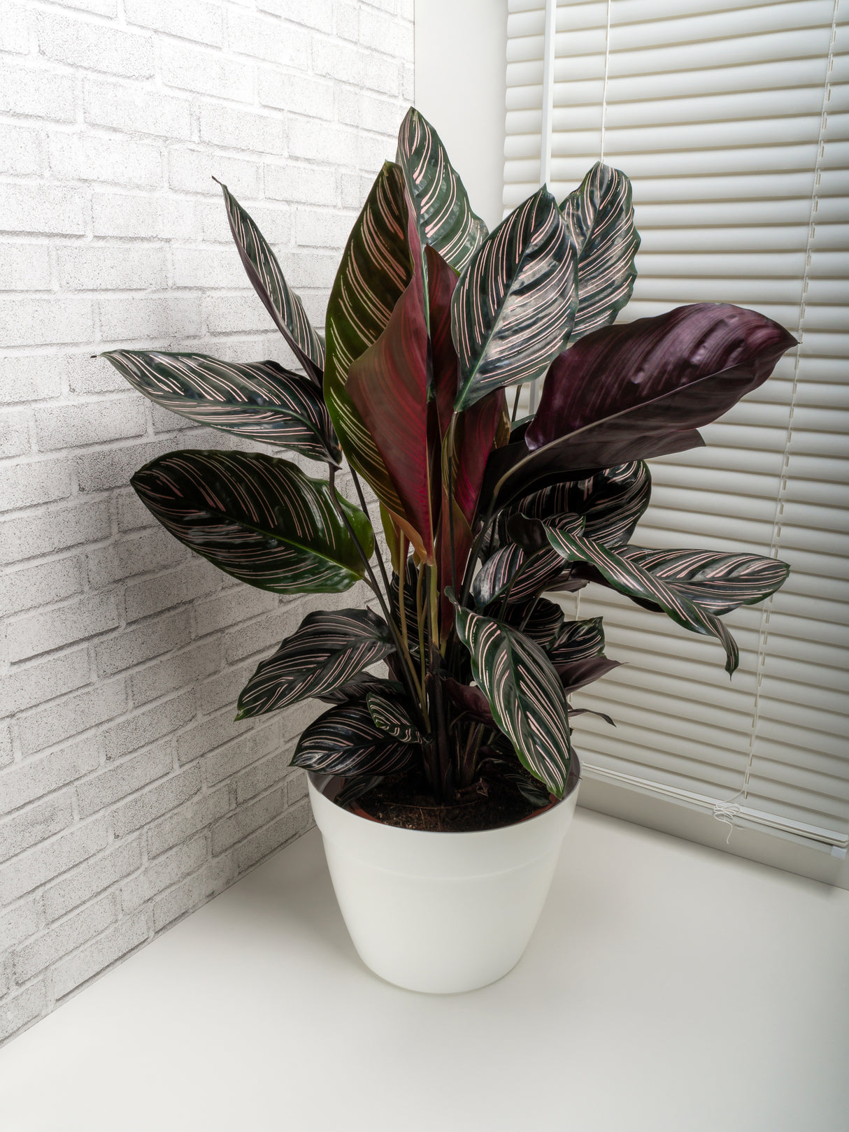 Calathea ornata 'Sanderiana' - Pin Stripe Calathea