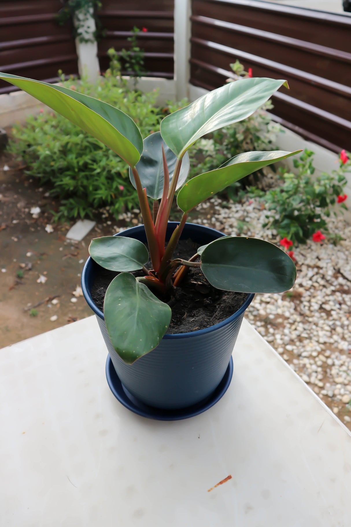 Philodendron 'Rojo Congo' - Rojo Congo Philodendron