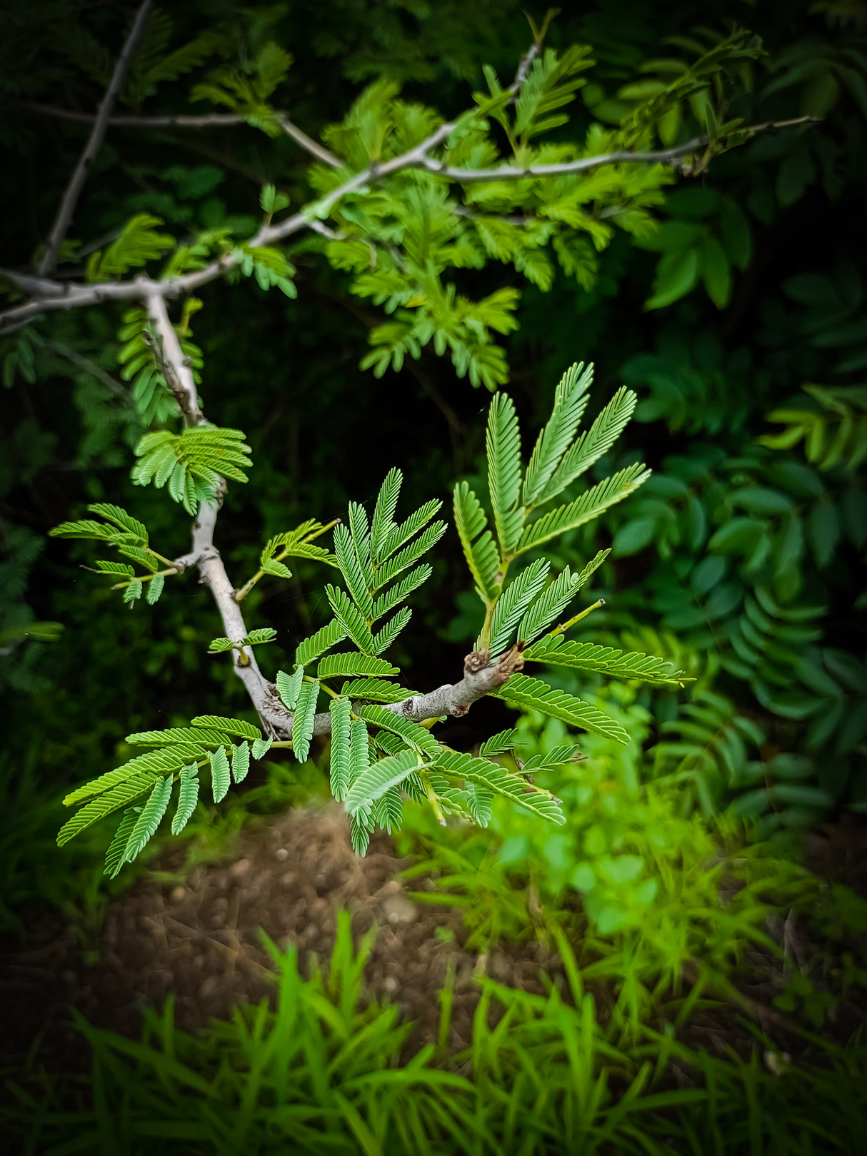 Vachellia leucophloea - White Bark Acacia