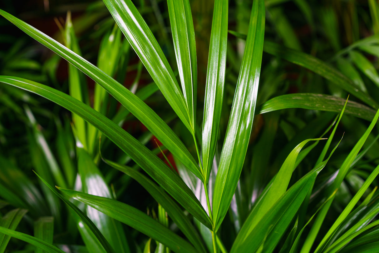 Chamaedorea seifrizii - Bamboo Palm Tree