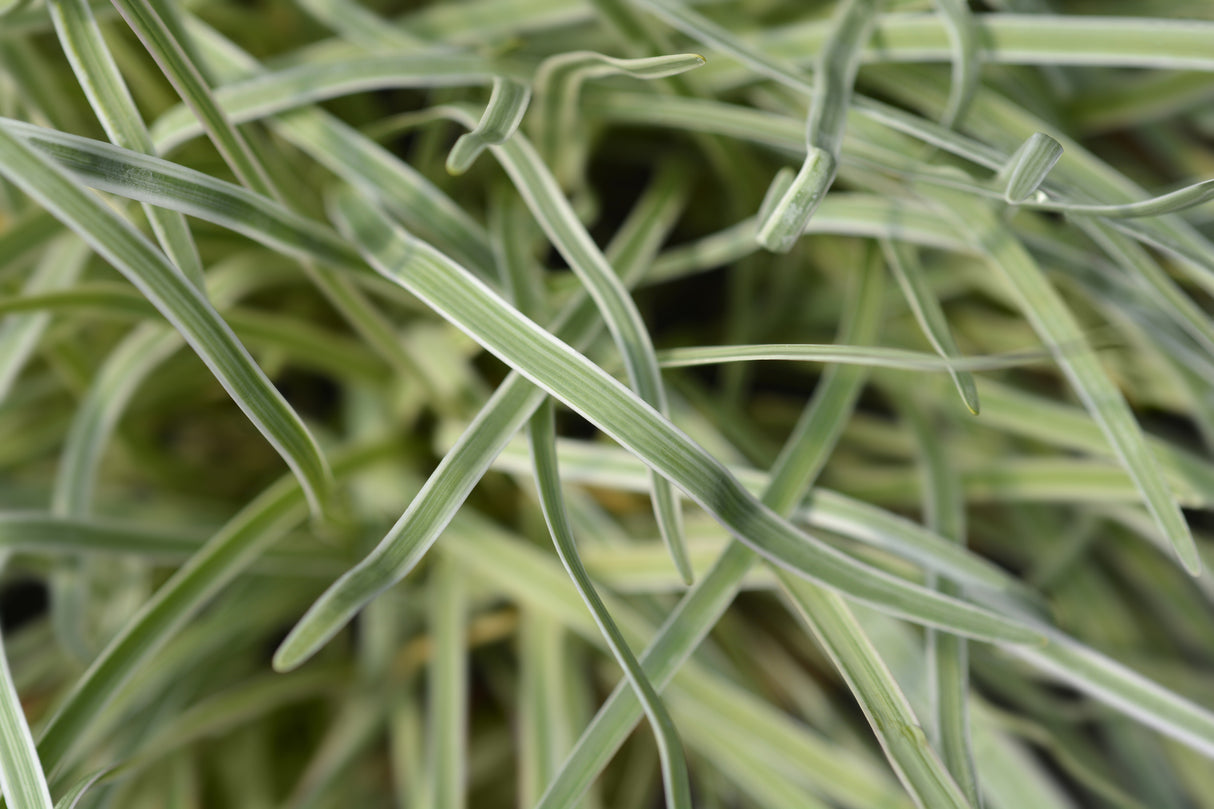 Variegated Society Garlic - Tulbaghia violacea 'Variegata'