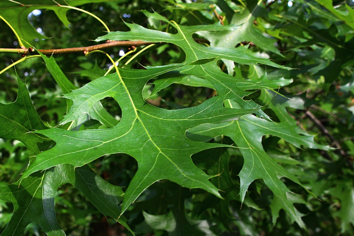 Quercus palustris 'Pringreen' - Green Pillar Pin Oak