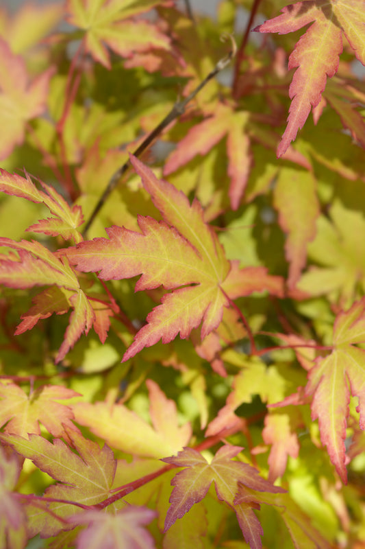 Acer palmatum 'Sango Kaku' - القيقب الياباني Sango Kaku