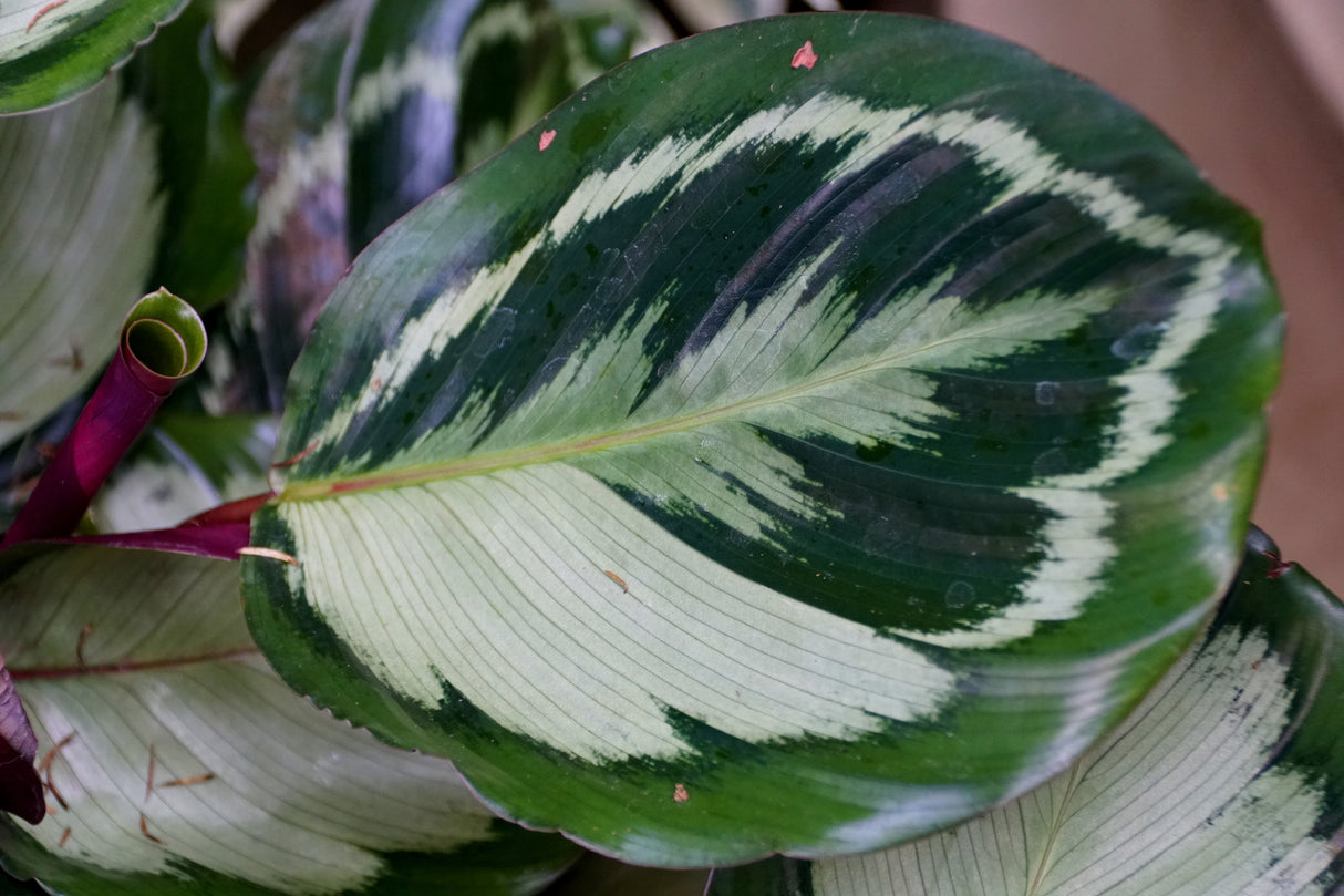 Calathea roseopicta 'Rosy' - Rosy Calathea