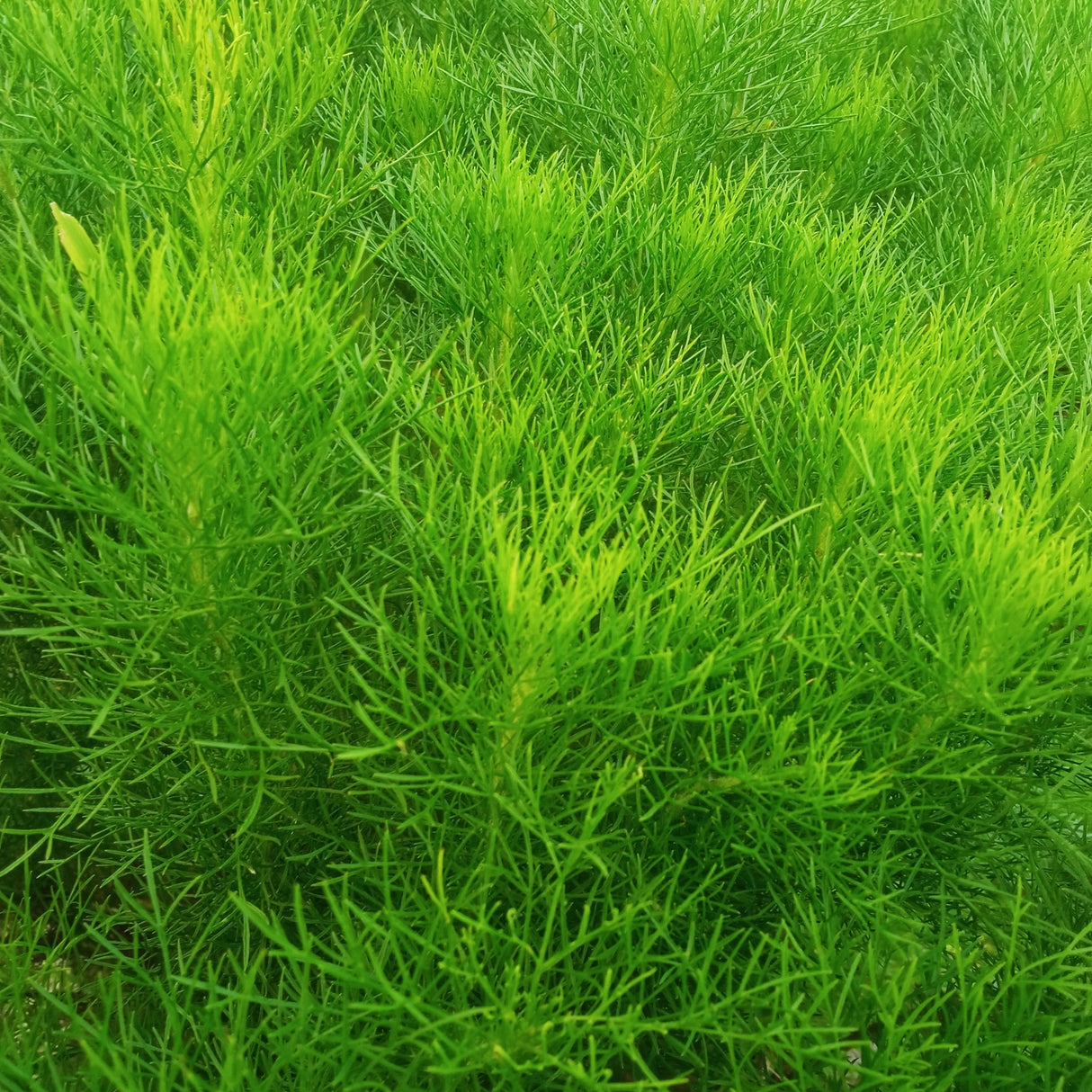 Artemisia scoparia - Redstem Wormwood