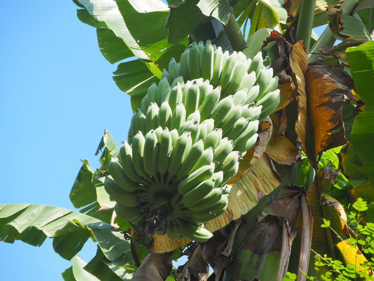 Musa paradisiaca - Plantain