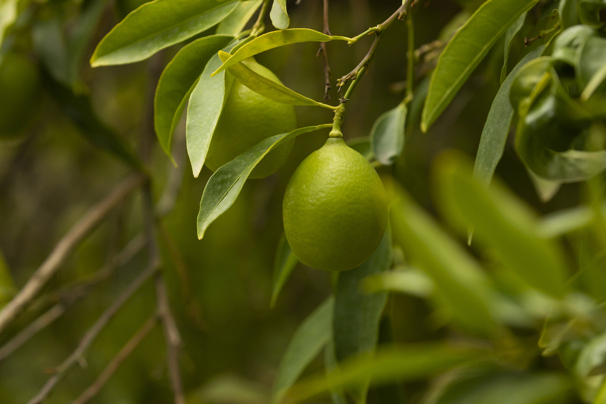 Citrus aurantifolia - Key Lime