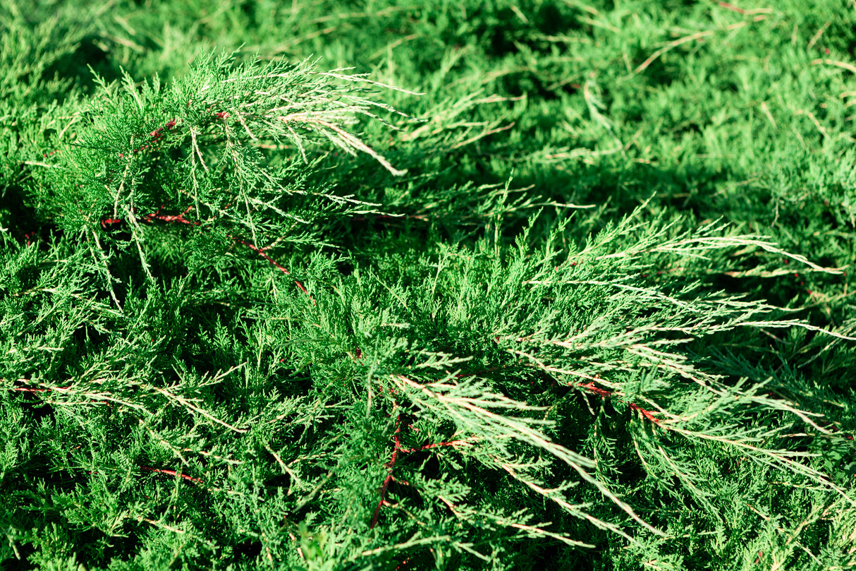 Juniperus chinensis 'Spartan' - Spartan Juniper