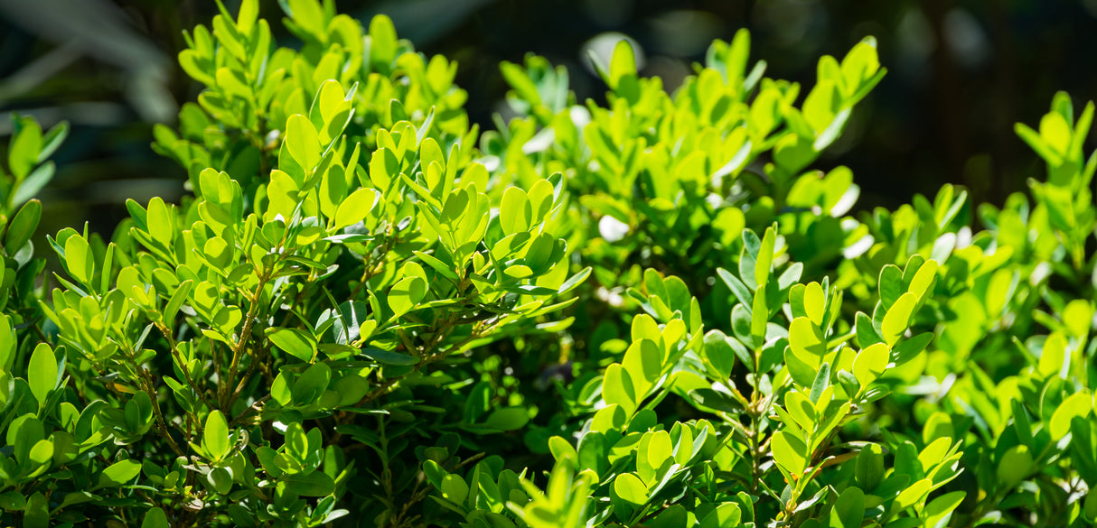 Buxus microphylla japonica - Japanese Box