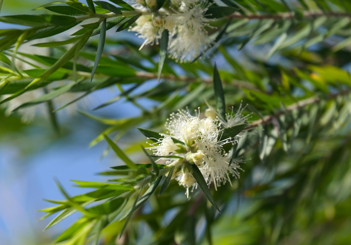 Callistemon salignus - White Bottlebrush