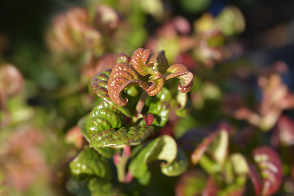 Leucothoe 'Twisting Red' - Twisting Red Leucothoe