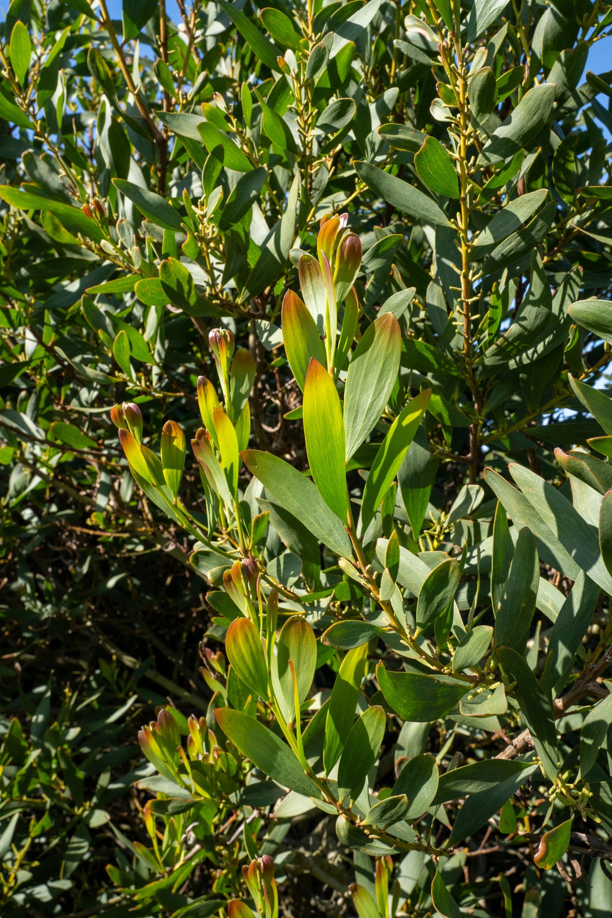 Acacia melanoxylon - Australian Blackwood