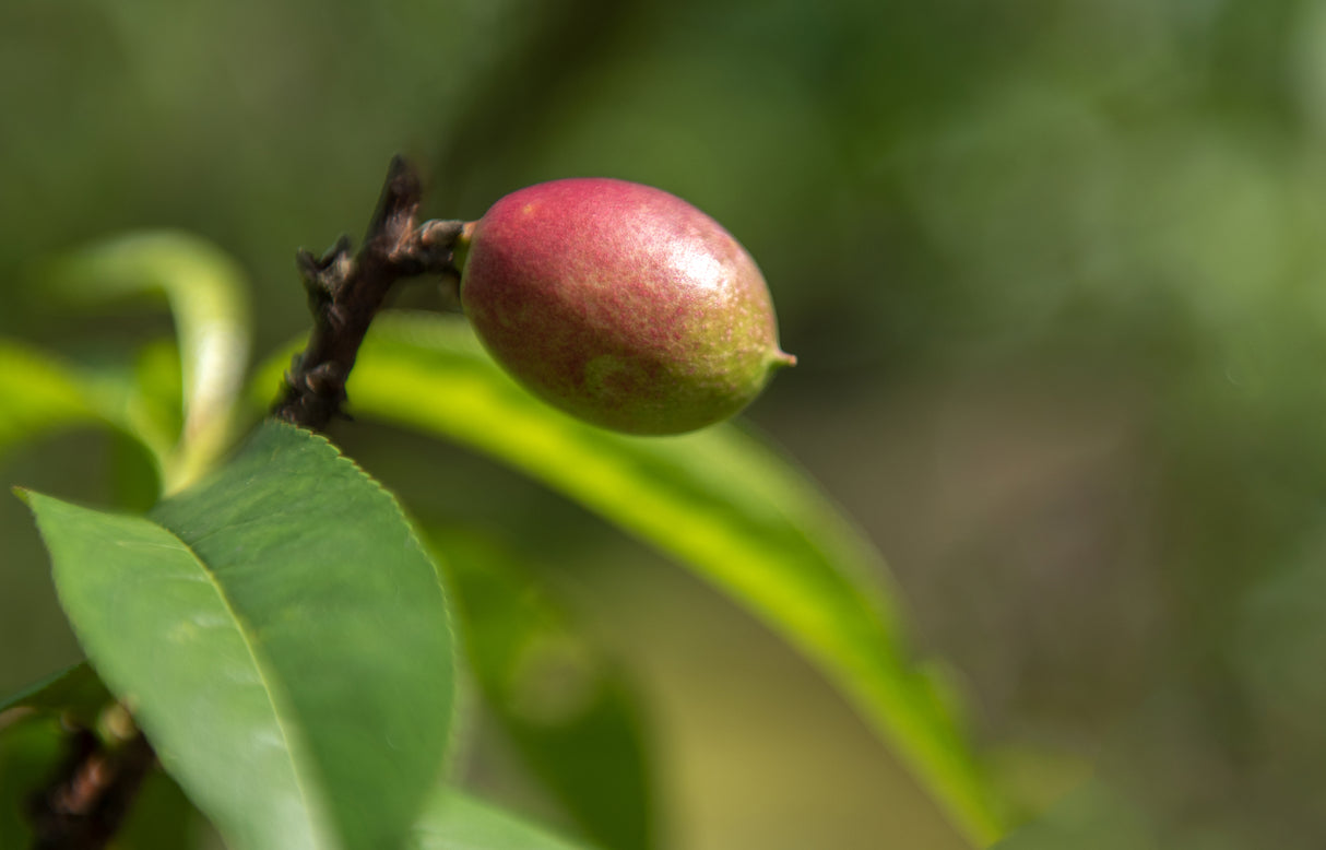 Prunus persica var. nucipersica "sun snow" - Sun Snow Nectarine Tree