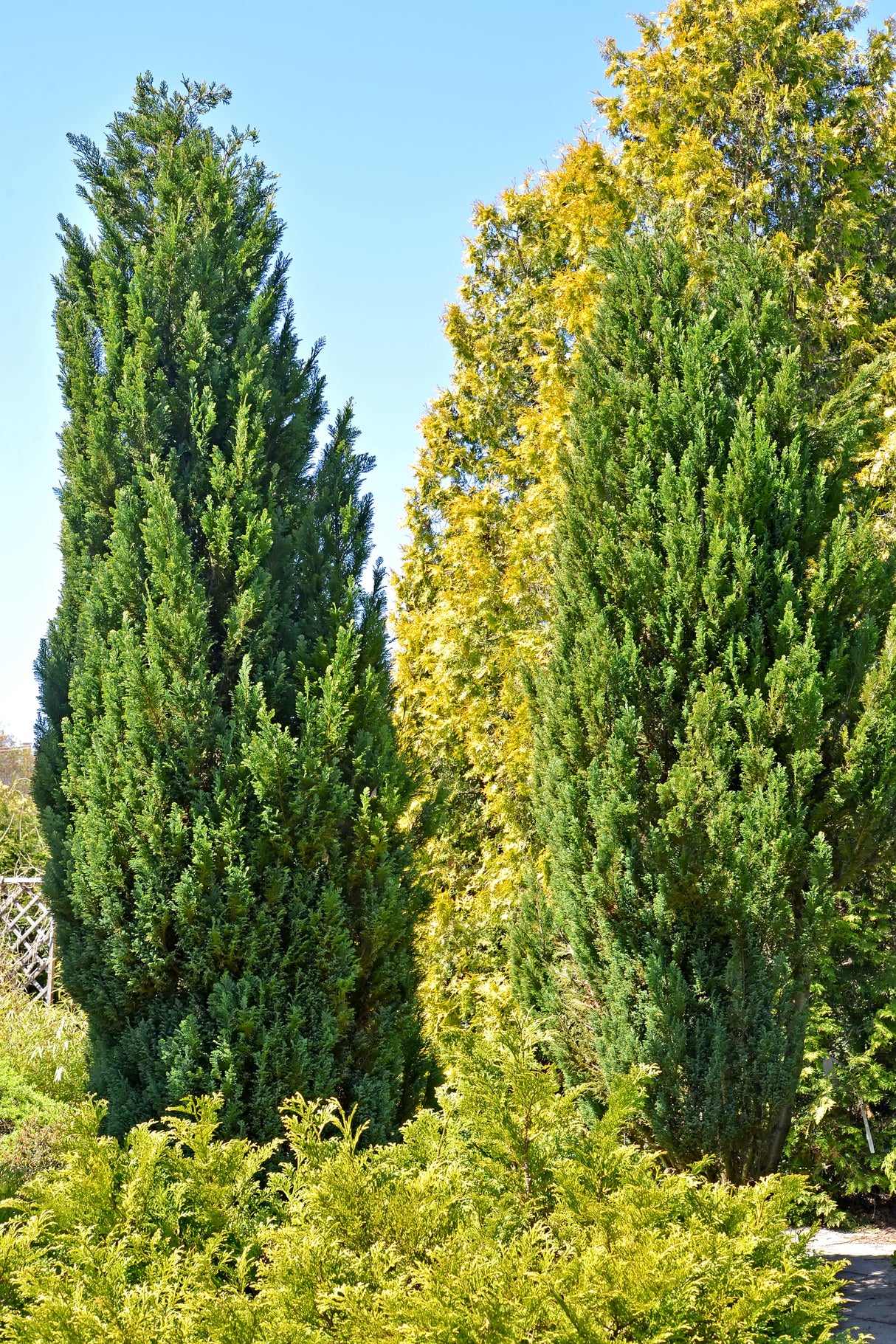 Juniperus virginiana 'Skyrocket' - Skyrocket Juniper