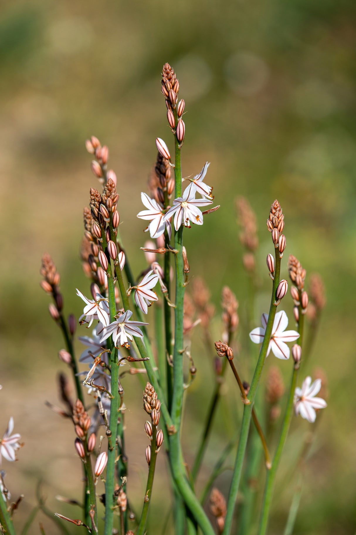 Asphodelus fistulosus - Onionweed