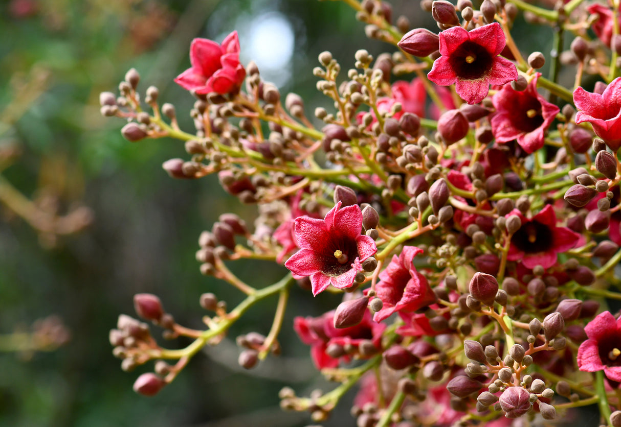 Brachychiton acerifolius × discolor ‘Clarabelle’ - Clarabelle Flame Tree