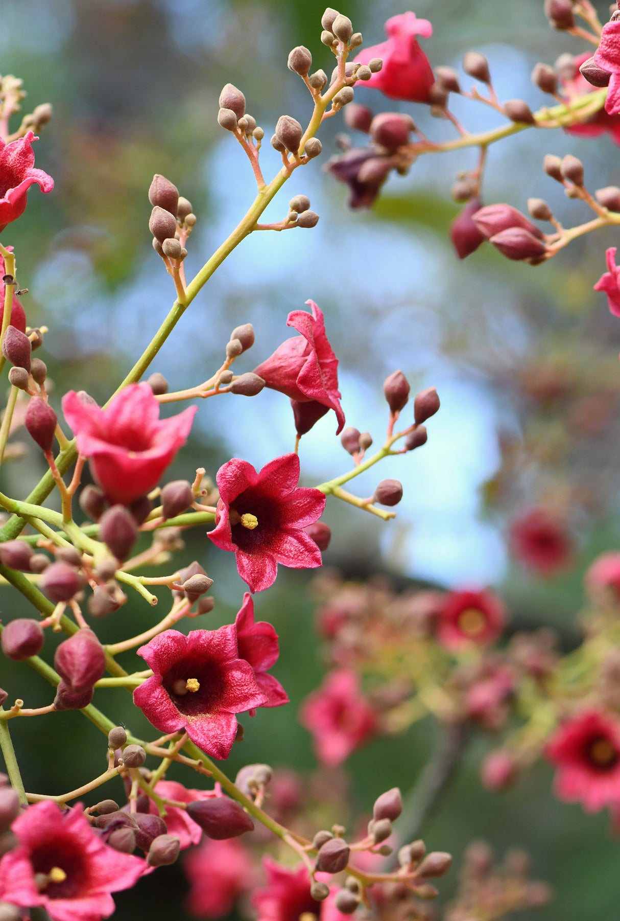 Brachychiton vinicolor - Hybrid Flame Tree (B. acerifolius × B. discolor)