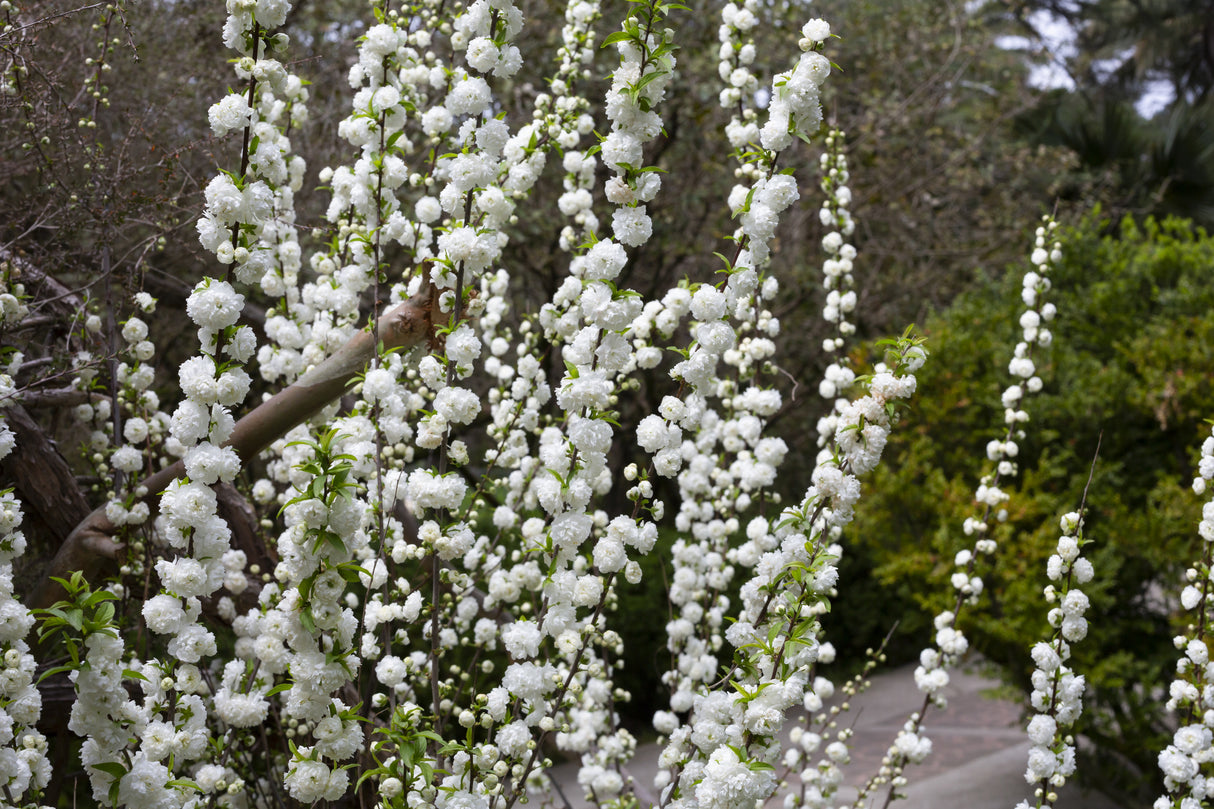 Prunus persica 'Alboplena' - Alboplena Peach